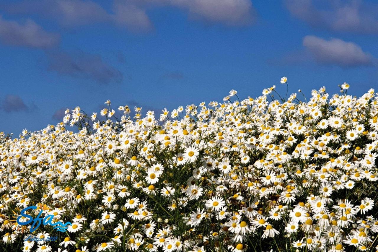 Daisy - Sunny Flowers Apartments Łukęcin Екстериор снимка